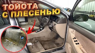 Тойота с плесенью. Химчистка после покупки.