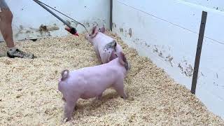 Lot #9 21-11 Crossbred Gilt sells September 22