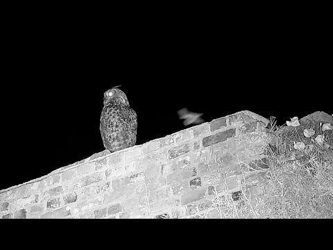 Eifel Owl Ruin Nature Theater May 25–26 2024 live cam preview