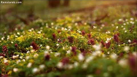 سورة الفيل هزاع البلوشي