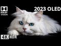 Insane closeup details  oled demo 2023 4k u60 fps dolby vision