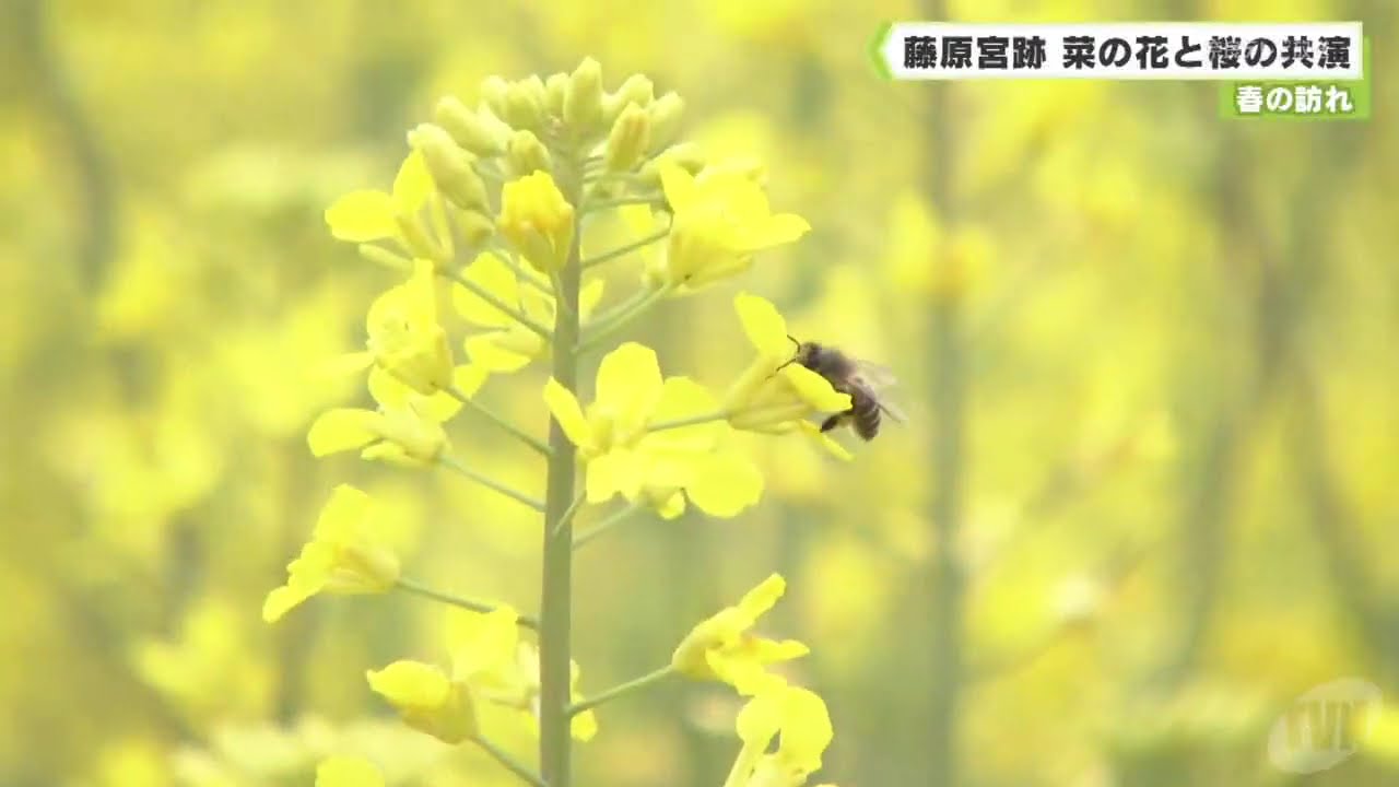 春の訪れ　藤原宮跡　菜の花と桜の共演