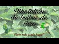 Mes exprimentations  plantation de taros