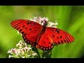 Butterfly - My animal friends - Animals Documentary -Kids educational Videos