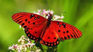 Butterfly  My animal friends  Animals Documentary Kids educational Videos
