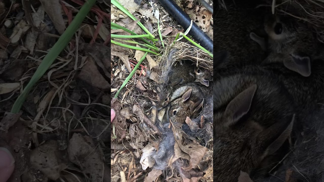 Three Week Old Wild Bunnies YouTube Three week old wild bunnies youtube