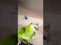 #amazon #talkingparot #cutebird #birds #cute #parrot#funny#shorts #short #viral #viral #vlog #ytshor