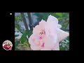 wlecome in rose beauty
