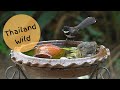 Birds in Slow Motion HD with Sony A1 - Streak-eared Bulbul bathing (นกปรอดสวน)