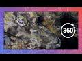 A Crocodile Fish Hides in Plain Sight | Wildlife in 360 VR