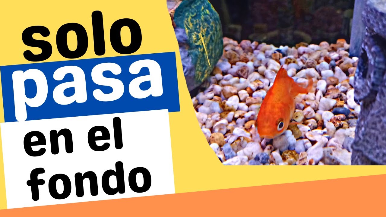 mi pez solo pasa en el fondo ,mi pez se cae las escamas caso de estudio YouTube mi pez solo pasa en el fondo ,mi pez se cae las escamas caso de estudio YouTube