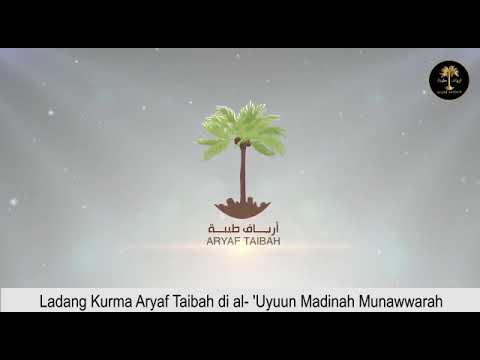Ladang Kurma Aryaf Taibah Ladang Kurma Aryaf Taibah