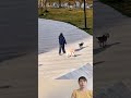 Dog video #animal _025#animals #shorts