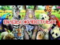 Виды животных Types of animals  Види тварин