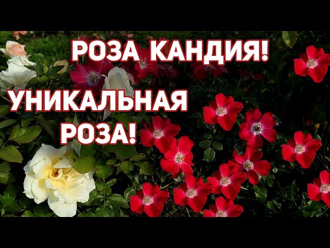 Video: Floribunda Ruusu