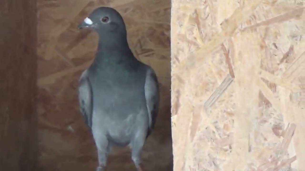 Columbofil dl Gioaba Florin Stalpu Buzau Romania pui generatia 2025 24 august 2025 part 1