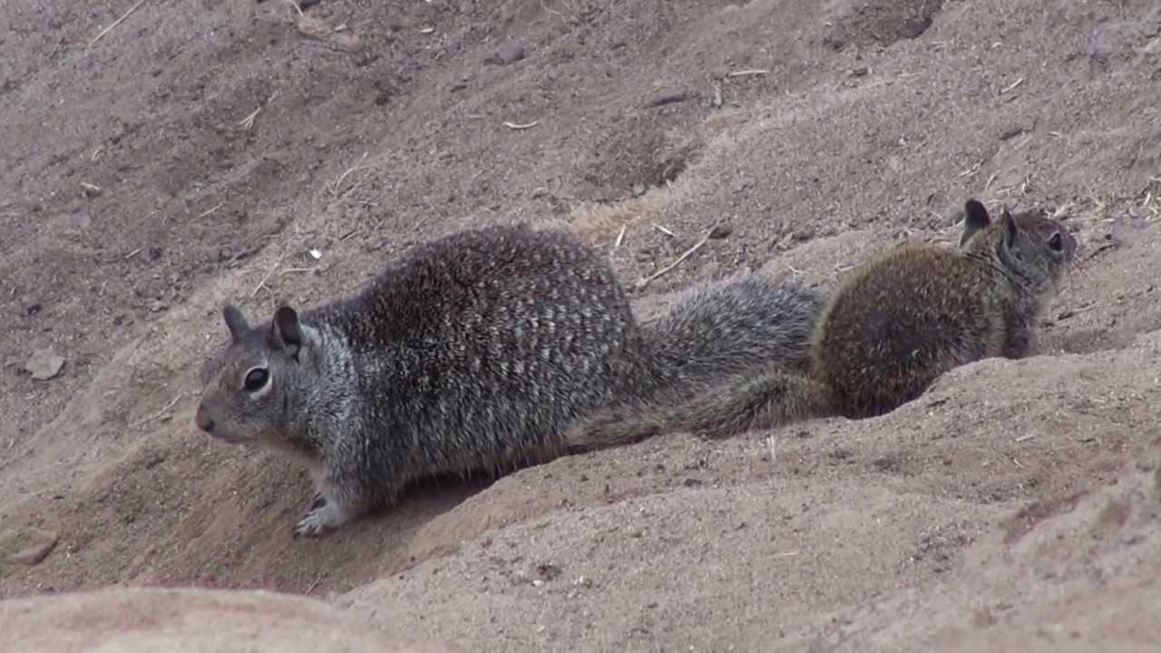 Ground Squirrel Poison  Bing images