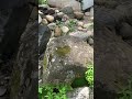 Searching For The Dragonfly