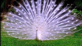 Burung merak putih disaat mekar