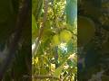 Fresh green Apples #nature #houseplants #fruit #gardening #shortvideo #ytshorts