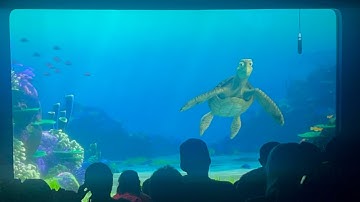 Turtle Talk with Crush and Finding Nemo Friends! 