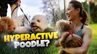 How to Calm Your Hyperactive Poodl?