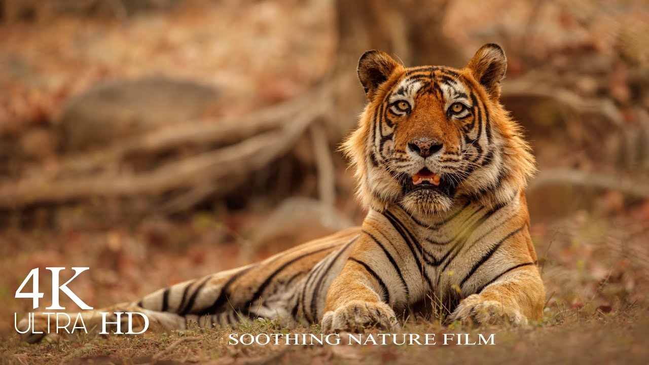 Tiger 4k- Soothing nature Film with 60FPS Ultra HD