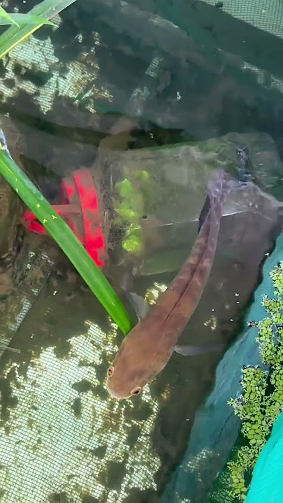 https://vt.tiktok.com/ZSBTJvrBV/ #cabaymau #guppy #channa #aquarium #caloc #caloccanh #calocvayrong