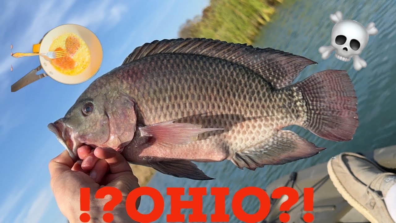 TILAPIA in OHIO?!? Catch & Cook YouTube