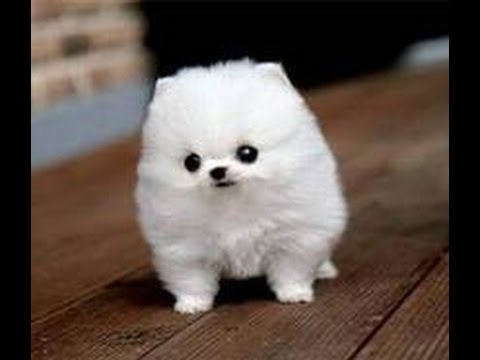 Dünyanın En Küçük Köpeği - YouTube