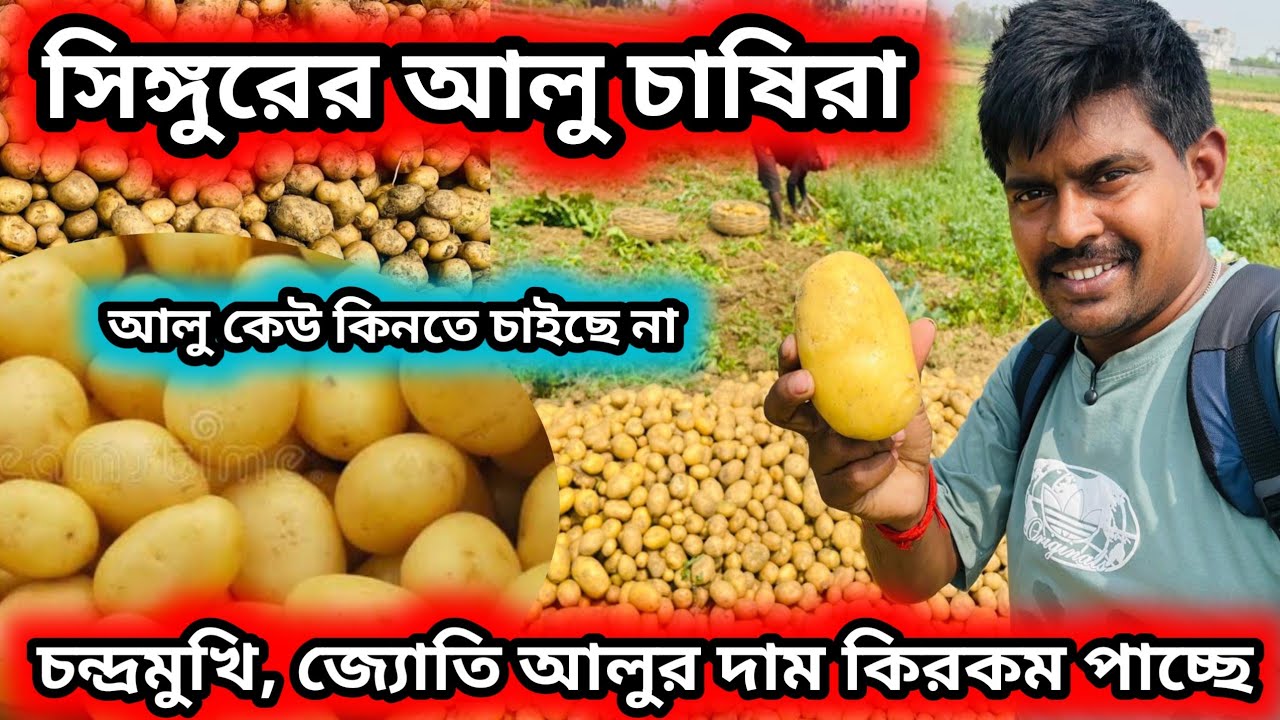 সিঙ্গুরের আলু চাষিদের কি অবস্থা আর ক টাকা দাম যাচ্ছে সেটা দেখাবো || Singur potato farmer #potato 