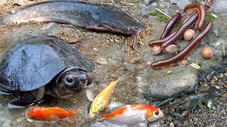 Menemukan Luwing Kaki Seribu, Siput, Ikan Hias, Ikan Guppy, Ikan Lele, Cupang, Lobster, Kura-kura