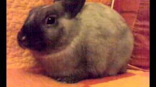 My little friend..BUZZ!!!(the bunny) screenshot 2