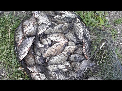 Video: Ձկան պարկերով ձգարաններ