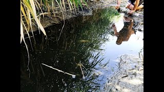 СКОЛЬКО В ЭТОЙ ЛУЖЕ ДИКОЙ РЫБЫ..РЫБАЛКА  ПОДСАКОМ