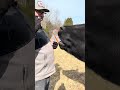 This Cow Has ZERO Personal Space… and Wants My Bread!