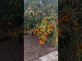 Valencia Orange Tree Heavy Laden Coachella Valley 