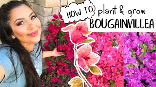 How to Plant & Grow Bougainvilleas (EASY)! Blooming & Gardening Tips!