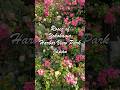 横浜のバラ 港の見える丘公園 バラの名所 Roses of Yokohama Harbor View Park #横浜のバラ#港の見える丘公園 #横浜観光