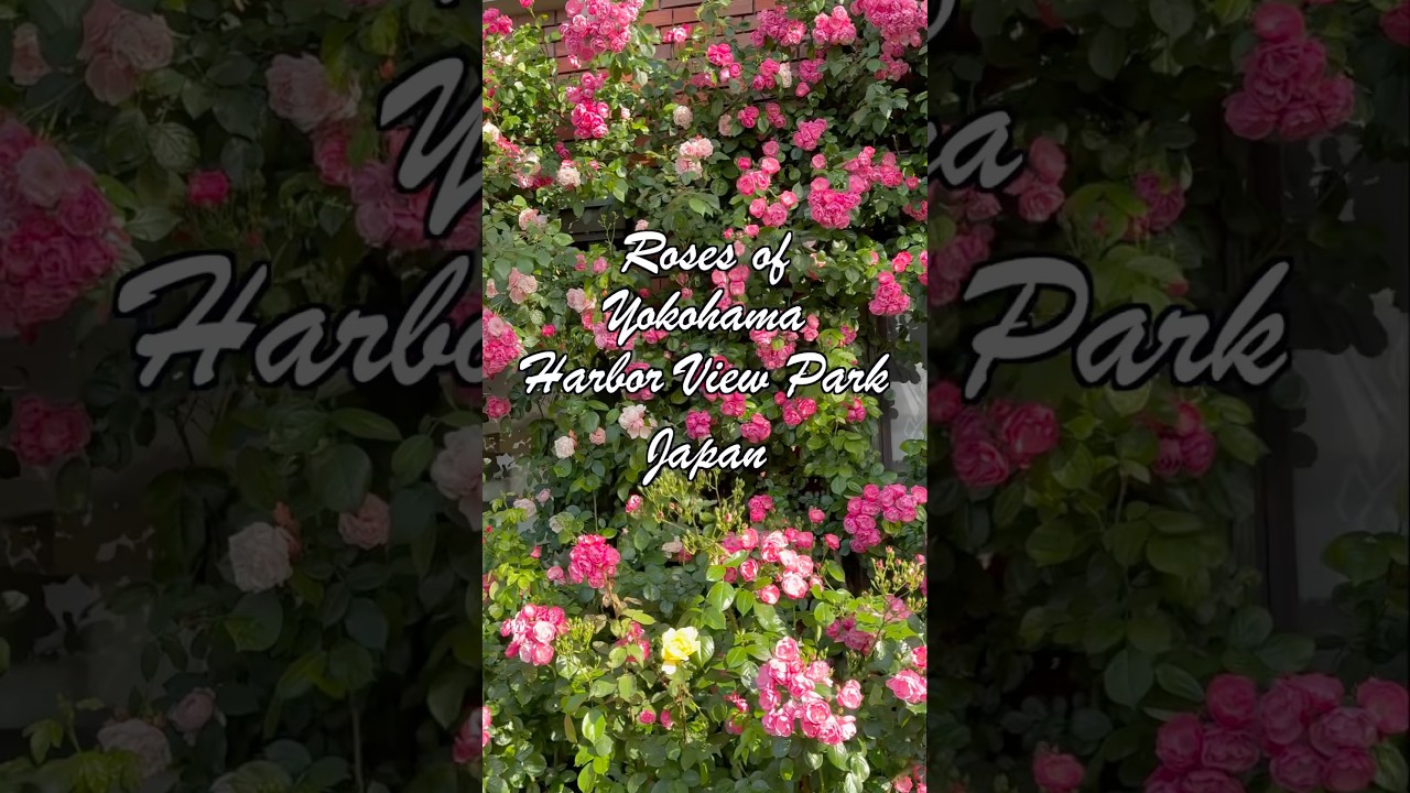 横浜のバラ 港の見える丘公園 バラの名所 Roses of Yokohama Harbor View Park #横浜のバラ#港の見える丘公園 #横浜観光