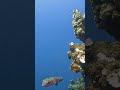 Rozdymaka Red Sea Egypt #fish #divng #scubadiving #underwater #egipt #nature