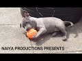 BLUE STAFFY LIVING HER BEST LIFE PART 1 #createwithvideoproc