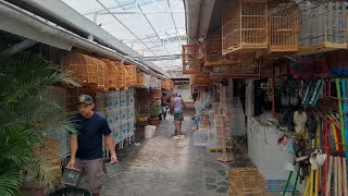 MERCADO PÚBLICO DA MADALENA QUANTO CUSTA CADA AVES E PASSARINHO