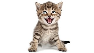 Steve Dale: Our Pets Get Stressed!!