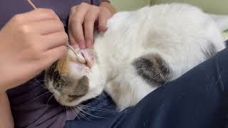 耳掃除の気持ち良さを覚えてしまった猫A cat who learned the comfort of ear cleaning