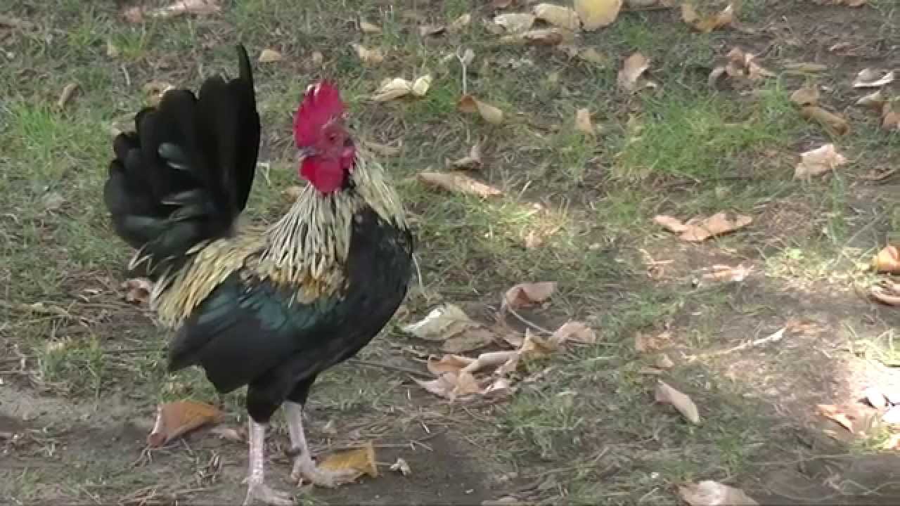 Fair Oaks Chickens The Untold Story YouTube