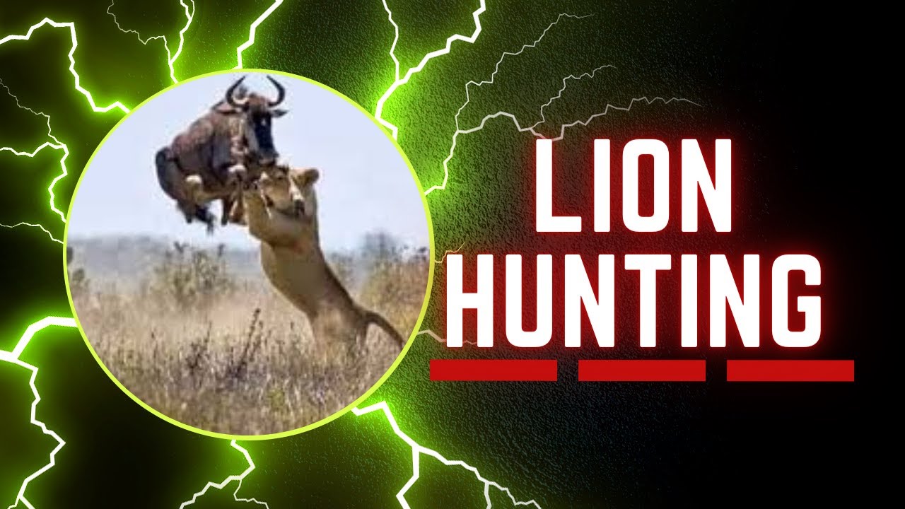 Lion Hunting YouTube