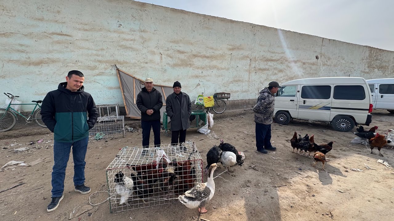 ХОРАЗМ ХАЗАРАСП ПАРРАНДА БОЗОРИ НАРХЛАРИ 1-МАРТ 2026