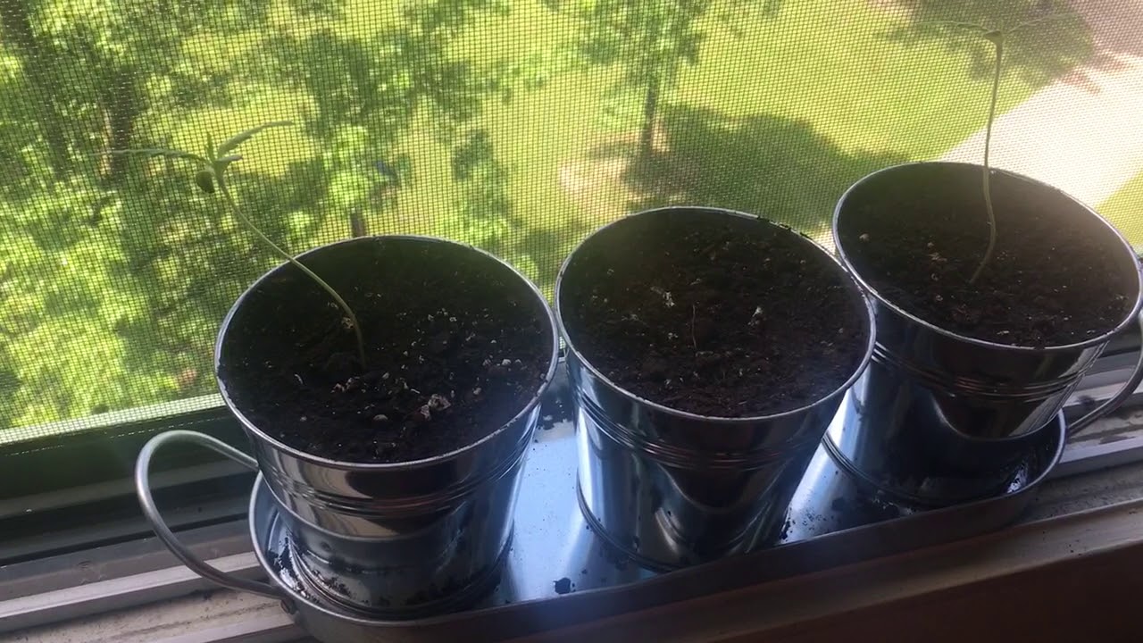 Tweed Bakerstreet seedlings week 2 natural homegrown