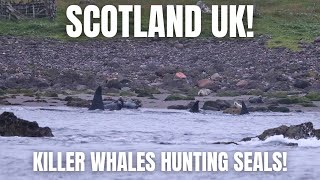 KILLER WHALES Hunting Seals! | SCOTLAND UK! |